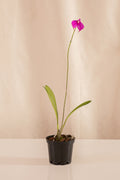 Orquídea Masdevallia Fucsia
