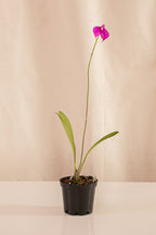 Orquídea Masdevallia Fucsia