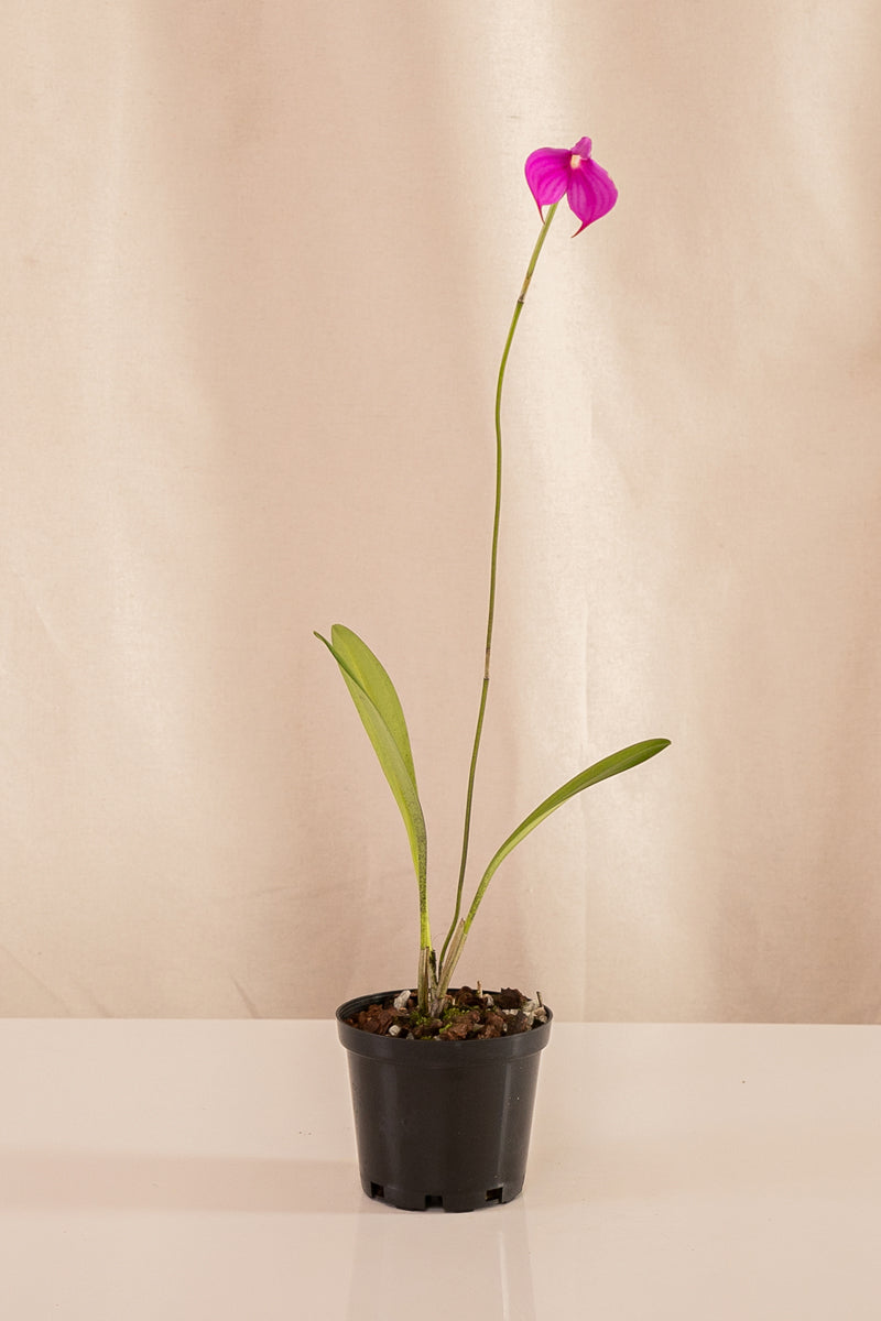 Orquídea Masdevallia Fucsia