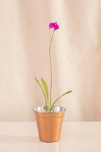 Orquídea Masdevallia Fucsia