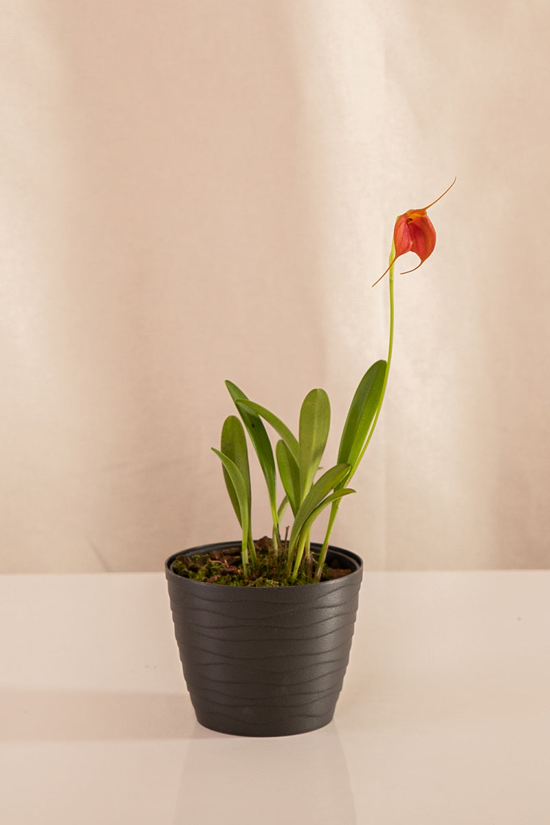 Orquídea Masdevallia Roja