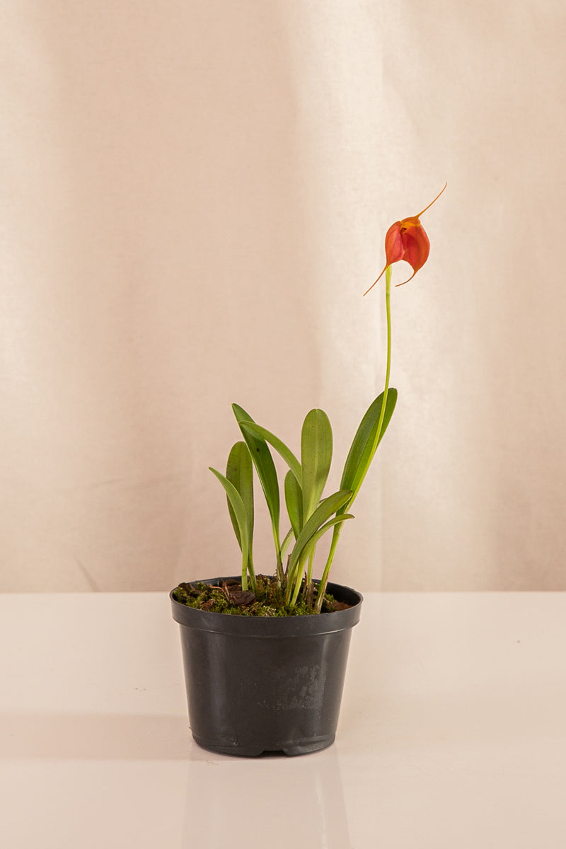 Orquídea Masdevallia Roja