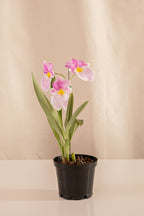 Orquídea Miltonia Colores Surtidos