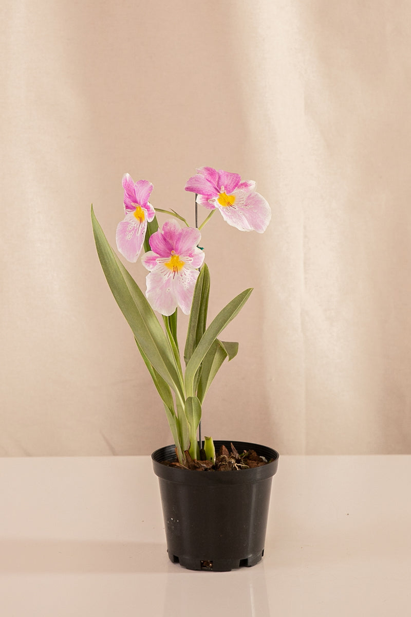 Orquídea Miltonia Colores Surtidos