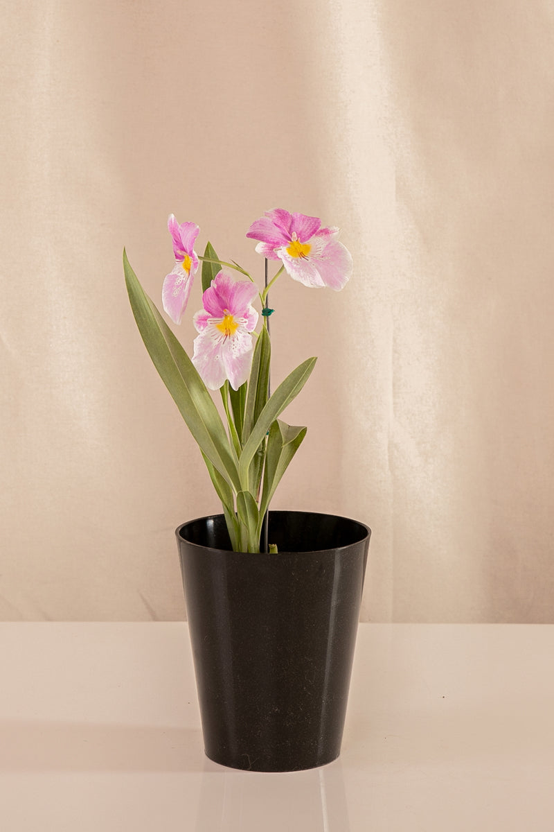 Orquídea Miltonia Colores Surtidos