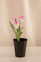 Orquídea Miltonia Colores Surtidos