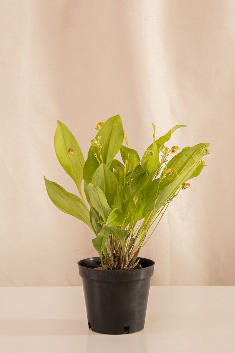 Orquídea Scaphocepalum