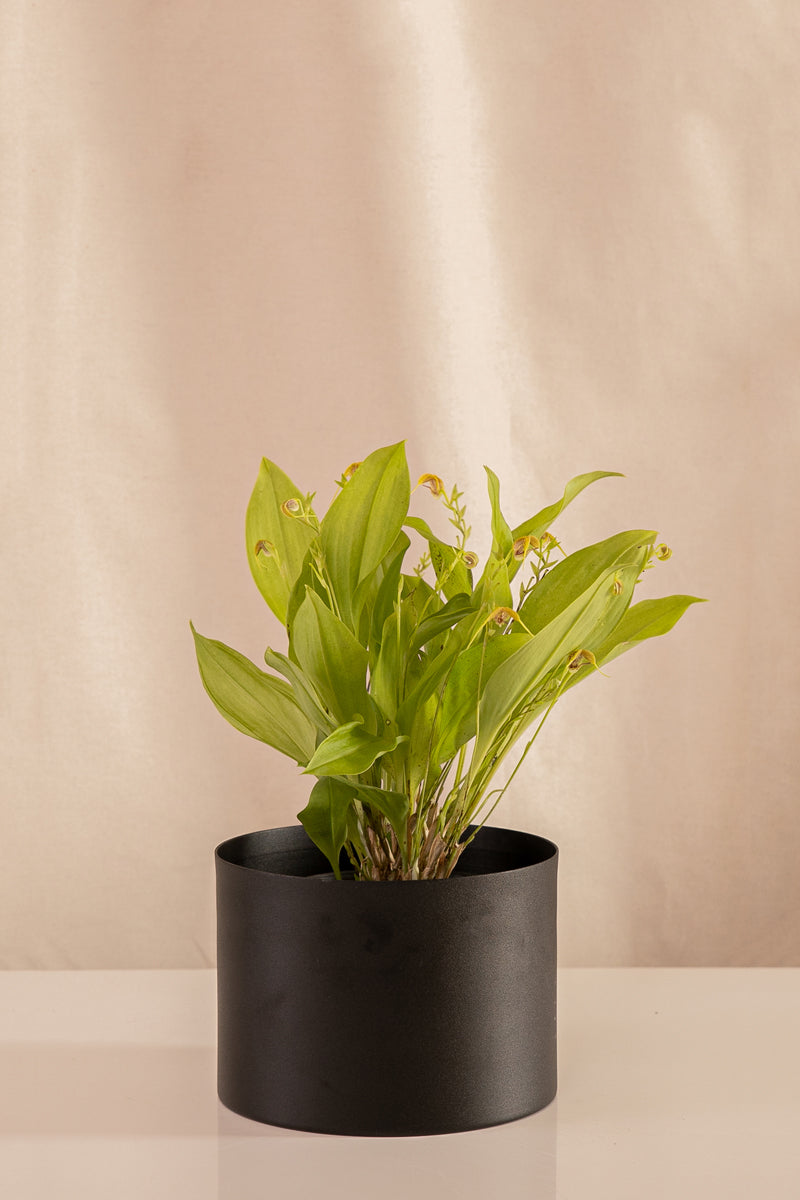 Orquídea Scaphocepalum