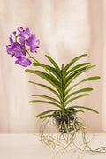 Orquídea Vanda