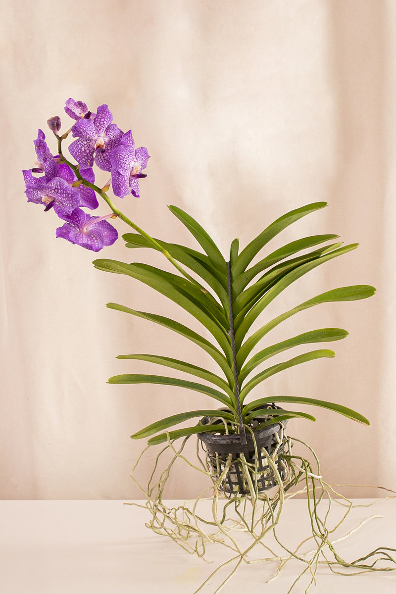 Orquídea Vanda