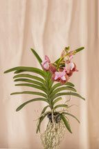 Orquídea Vanda