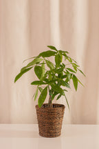 Matero de Palma con Base 18cms de Diámetro