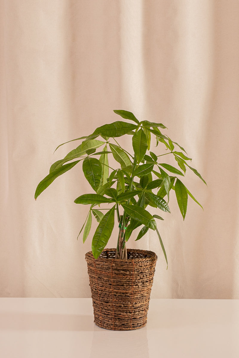 Matero de Palma con Base 18cms de Diámetro