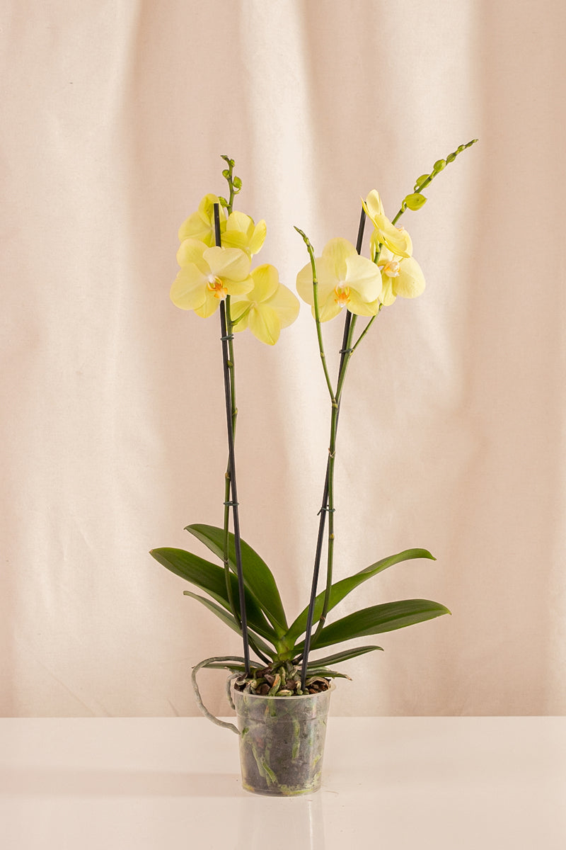 Orquídea Phalaenopsis de 2 Tallos Amarilla