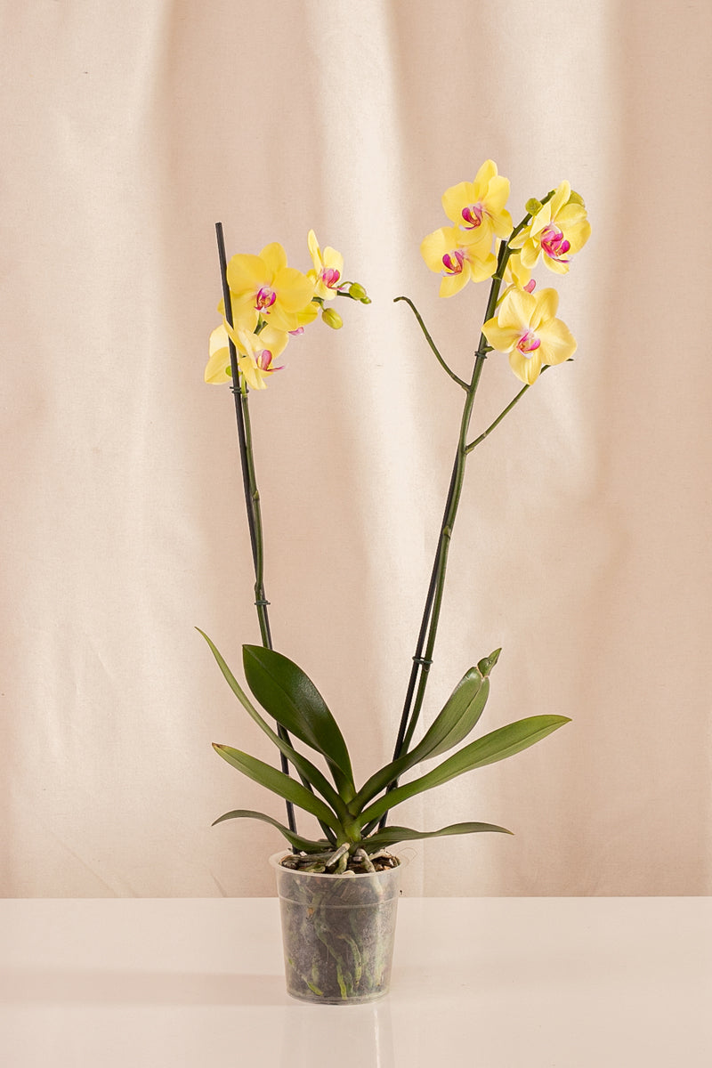 Orquídea Phalaenopsis de 2 Tallos Amarilla con Centro Rosado