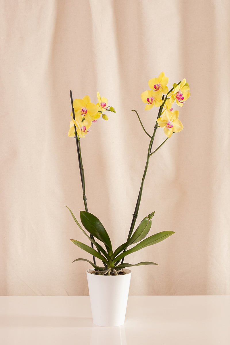 Orquídea Phalaenopsis de 2 Tallos Amarilla con Centro Rosado