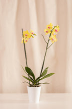 Orquídea Phalaenopsis de 2 Tallos Amarilla con Centro Rosado