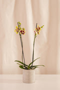 Fanático Casa Flora - Orquídeas