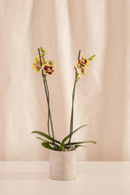 Fanático Casa Flora - Orquídeas