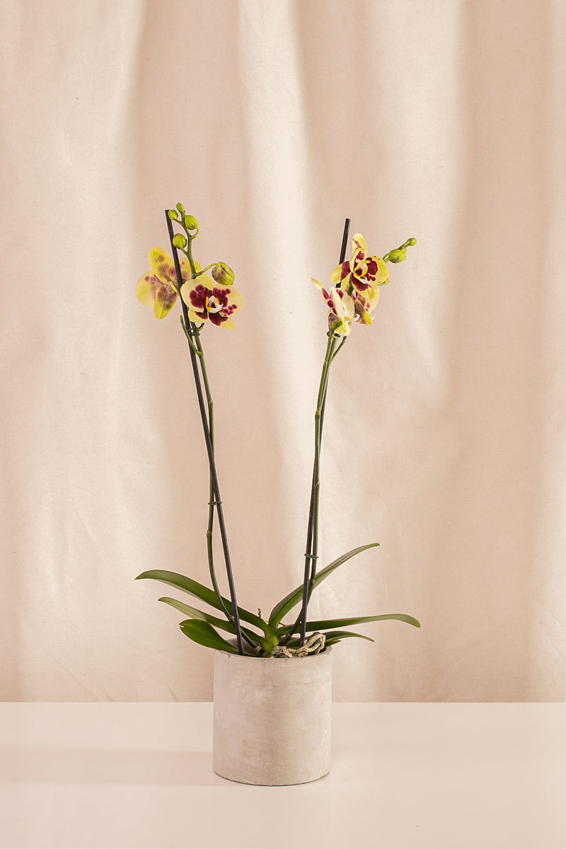 Fanático Casa Flora - Orquídeas