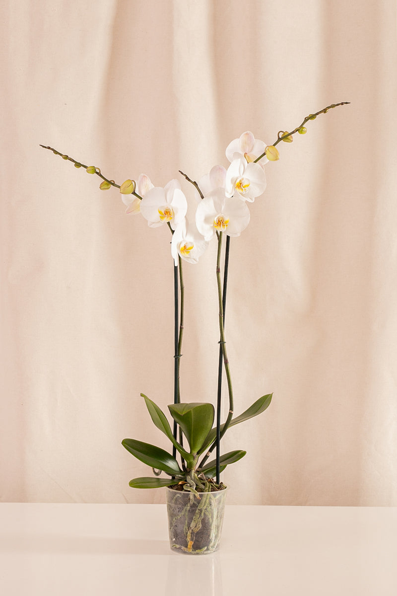 Orquídea Phalaenopsis de 2 Tallos Blanca