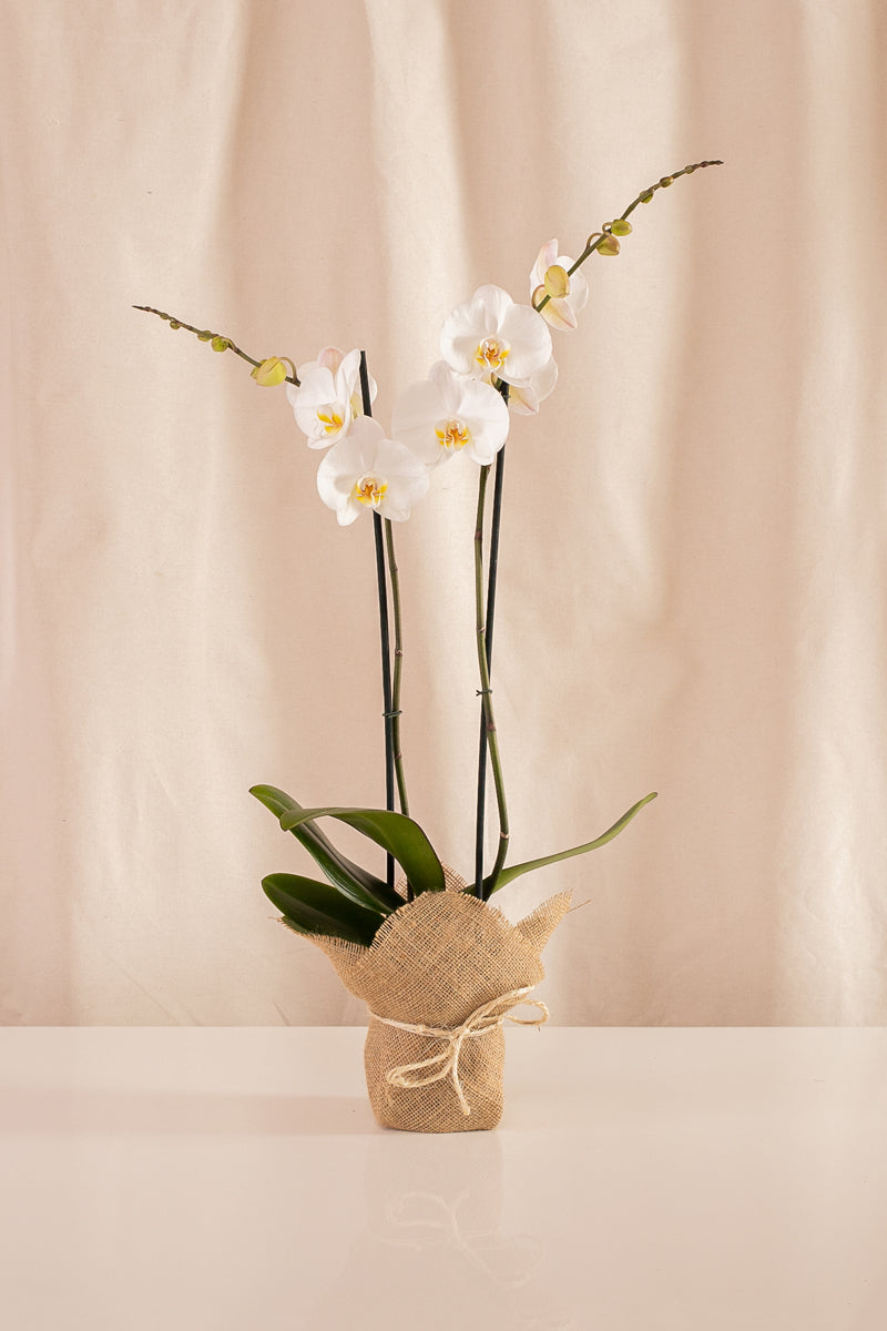 Orquídea Phalaenopsis de 2 Tallos Blanca