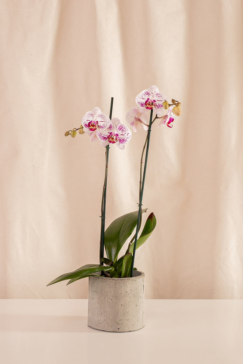 Orquídea Phalaenopsis de 2 Tallos Bicolor Blanco y Fucsia