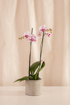 Orquídea Phalaenopsis de 2 Tallos Bicolor Blanco y Fucsia