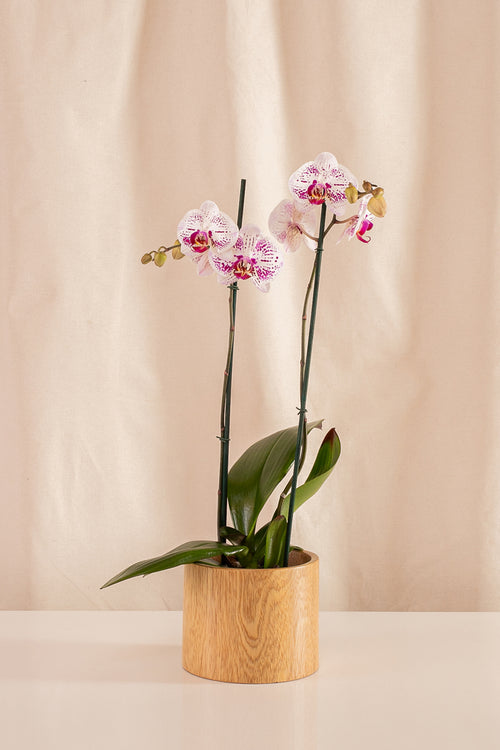 Orquídea Phalaenopsis de 2 Tallos Blanca con Rayas Moradas