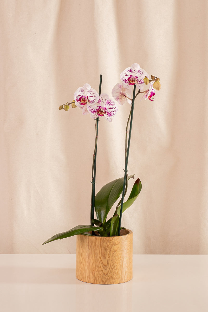 Orquídea Phalaenopsis de 2 Tallos Bicolor Blanco y Fucsia