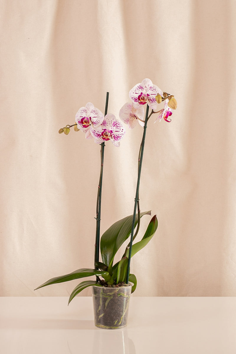 Orquídea Phalaenopsis de 2 Tallos Blanca con Rayas Moradas