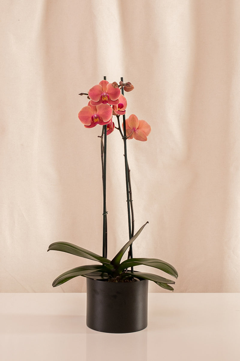 Orquídea Phalaenopsis de 2 Tallos Salmón