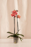Orquídea Phalaenopsis de 2 Tallos Salmón