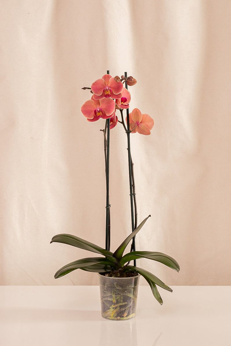Orquídea Phalaenopsis de 2 Tallos Salmón