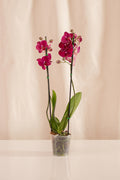 Orquídea Phalaenopsis de 2 Tallos Fucsia