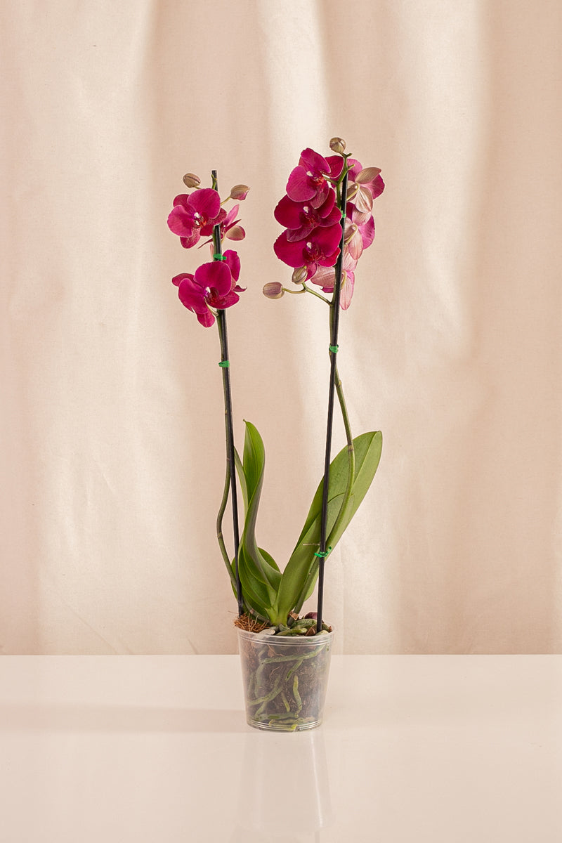 Orquídea Phalaenopsis de 2 Tallos Fucsia