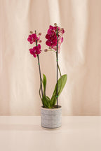 Fanático Casa Flora - Orquídeas