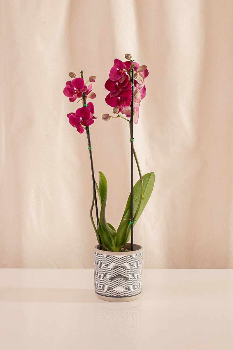 Fanático Casa Flora - Orquídeas