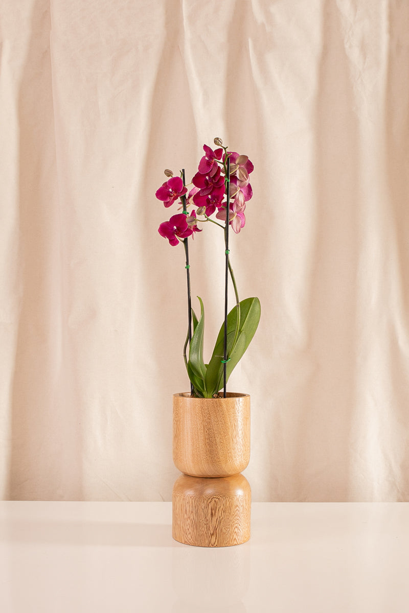 Orquídea Phalaenopsis de 2 Tallos Fucsia