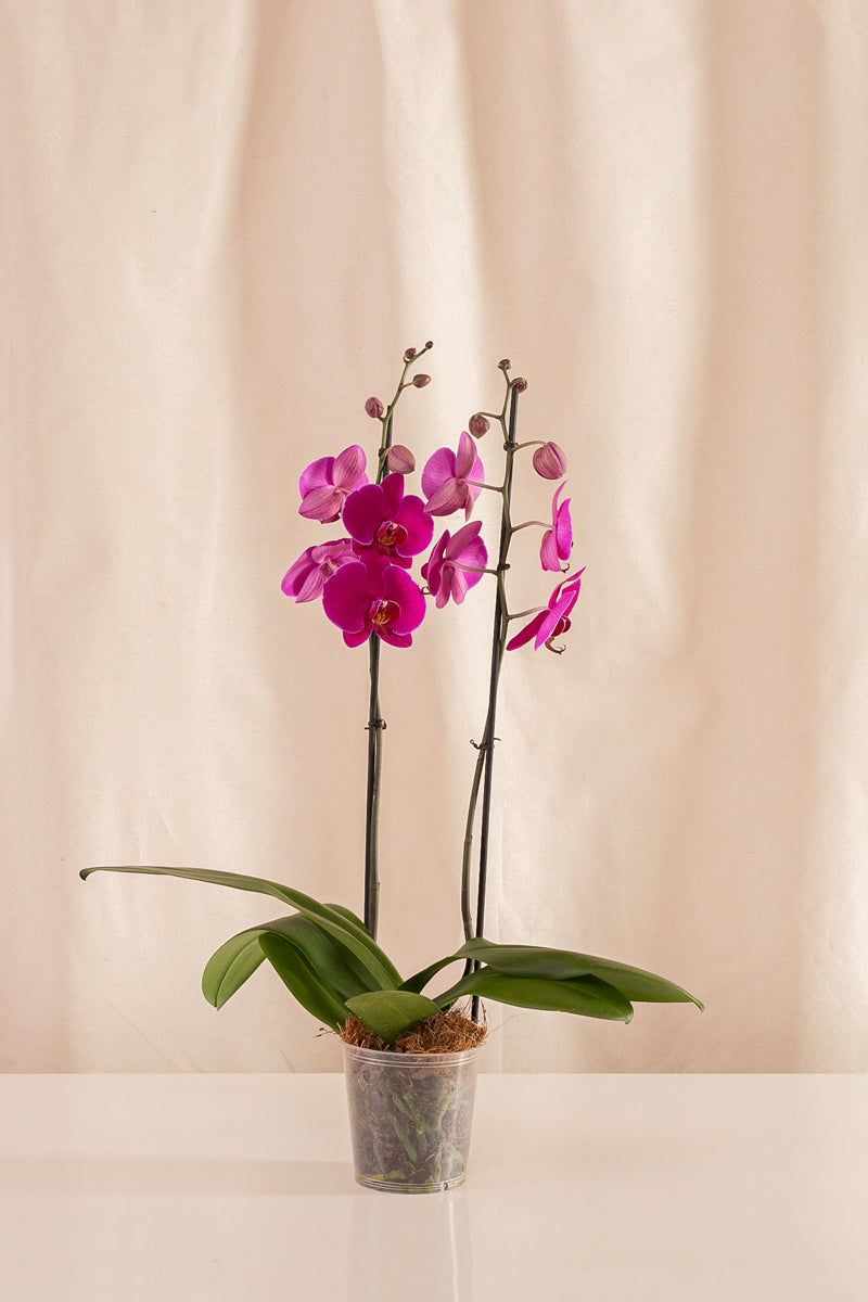 Orquídea Phalaenopsis de 2 Tallos Morada