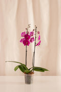 Orquídea Phalaenopsis de 2 Tallos Morada