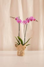 Orquídea Phalaenopsis de 2 Tallos Morada con Rayas