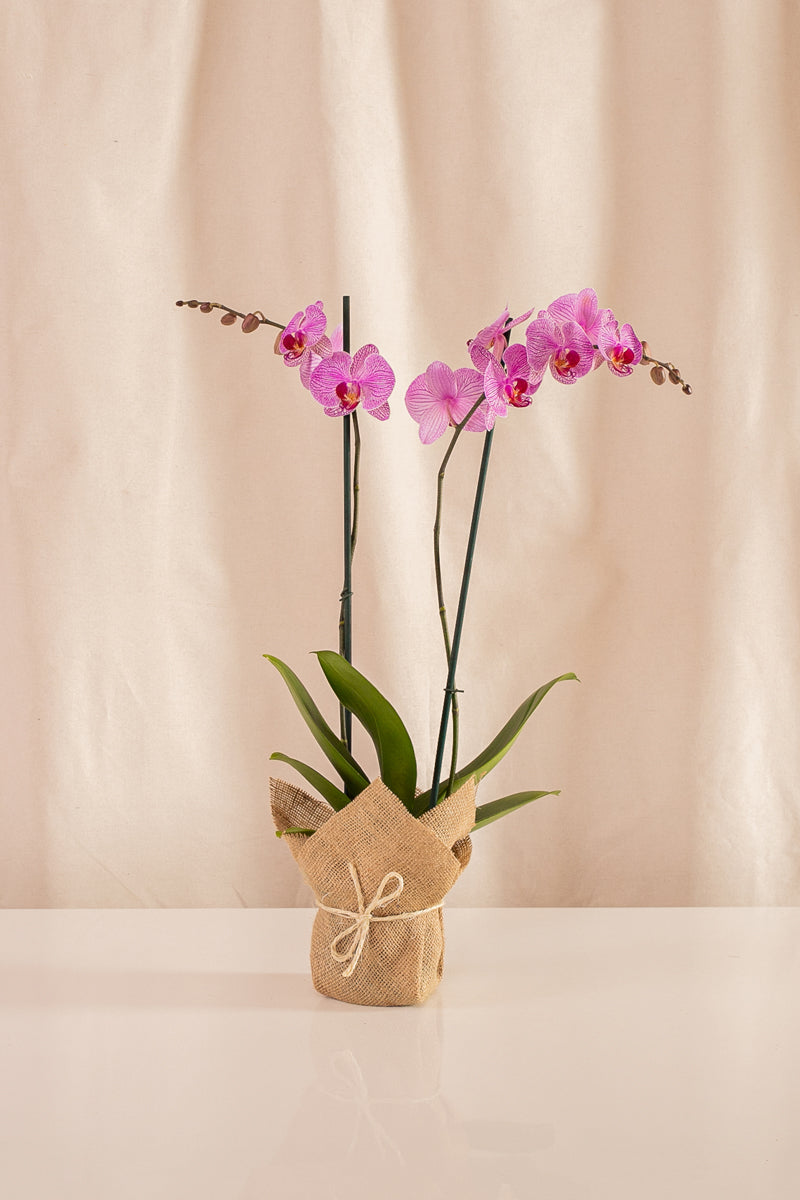 Orquídea Phalaenopsis de 2 Tallos Morada con Rayas