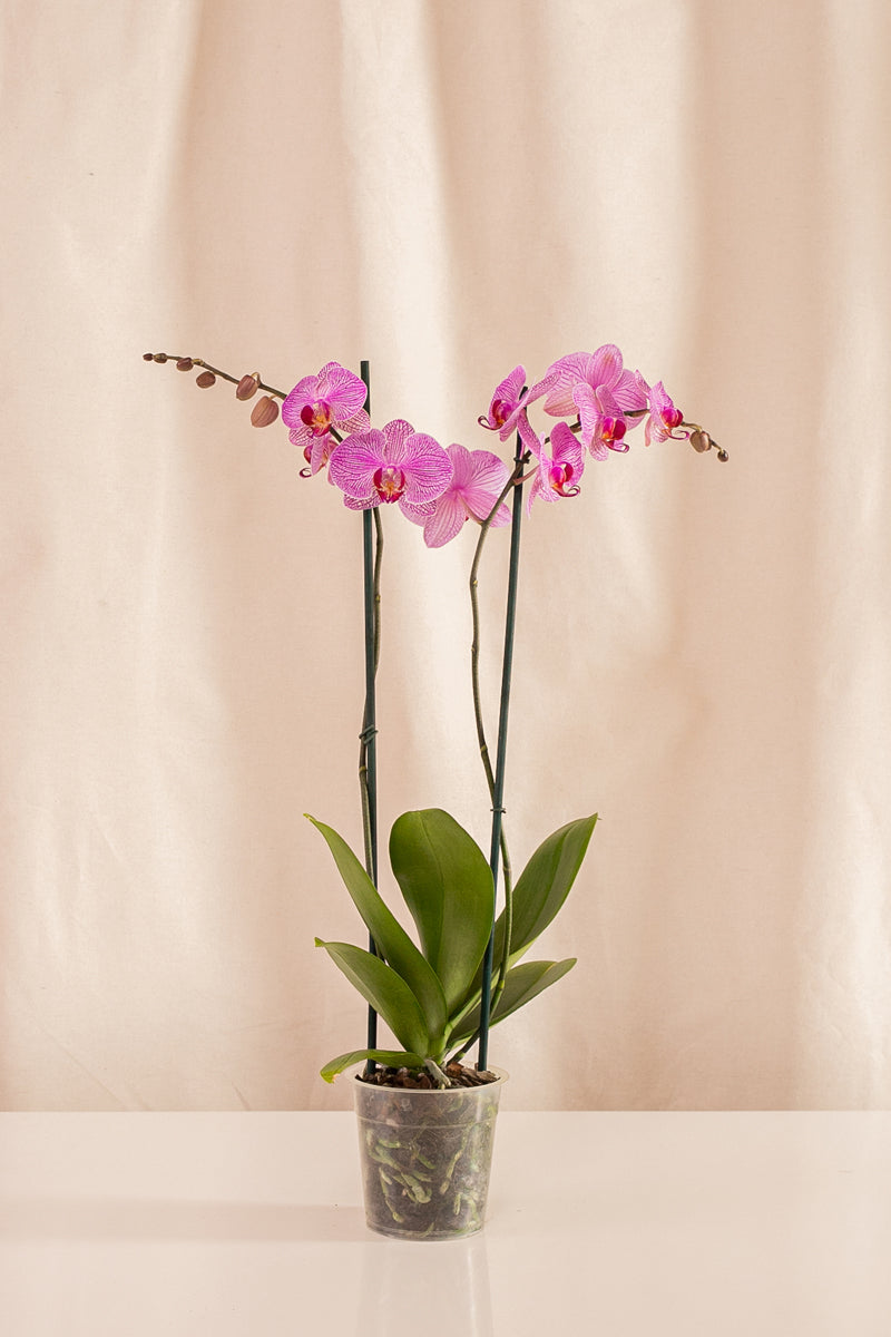 Orquídea Phalaenopsis de 2 Tallos Morada con Rayas