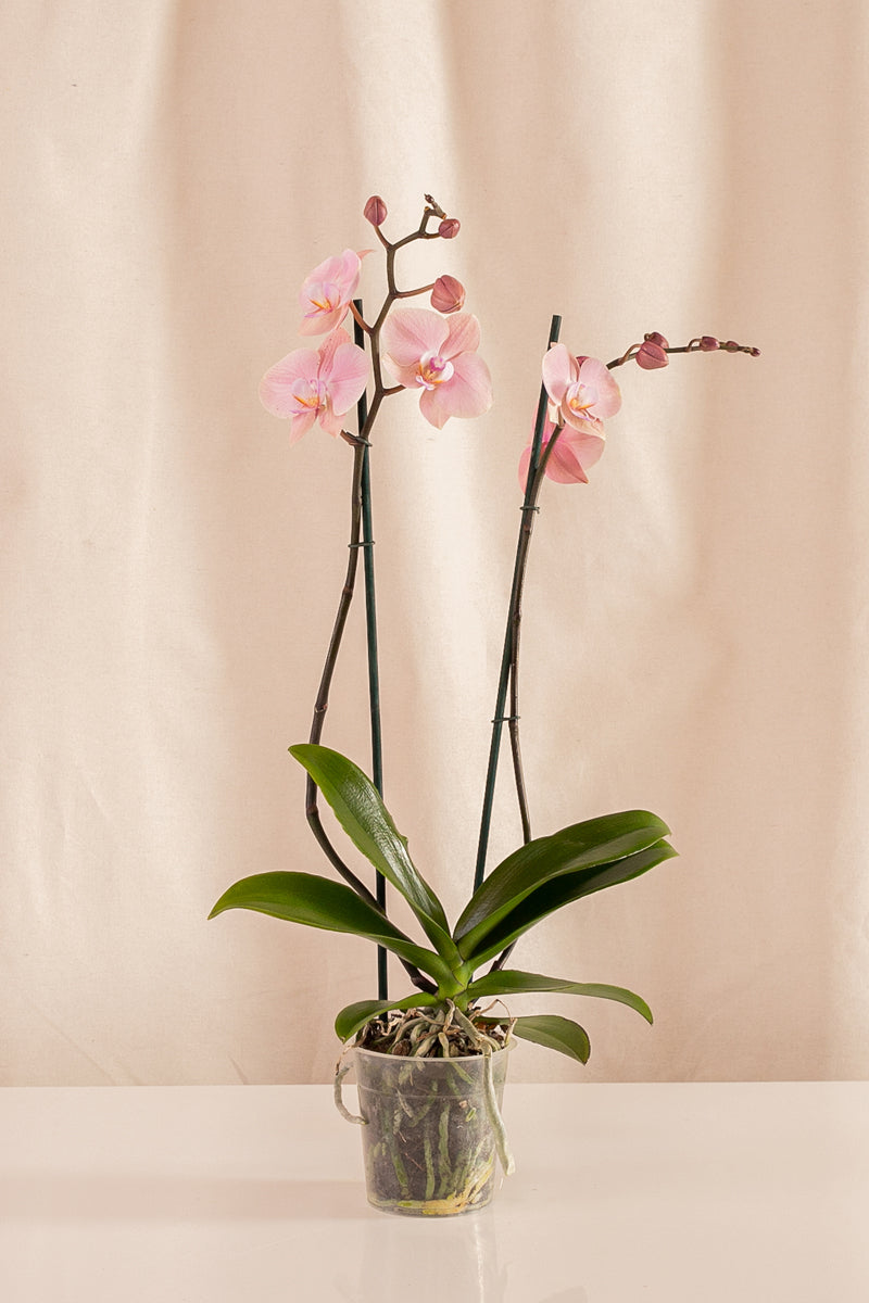 Orquídea Phalaenopsis de 2 Tallos Rosada