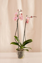 Orquídea Phalaenopsis de 2 Tallos Rosada