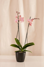 Orquídea Phalaenopsis de 2 Tallos Rosada