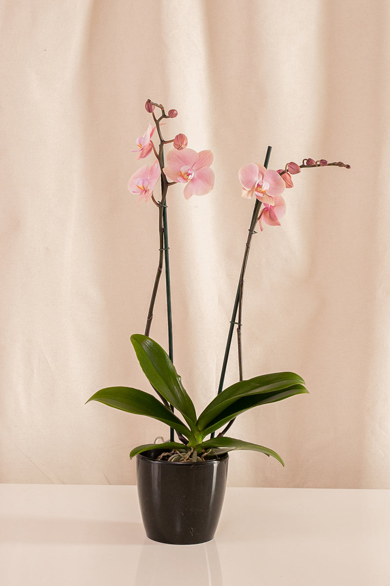 Orquídea Phalaenopsis de 2 Tallos Rosada