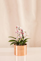 Orquídea Phalaenopsis Multiflora Blanca con Centro Rosado