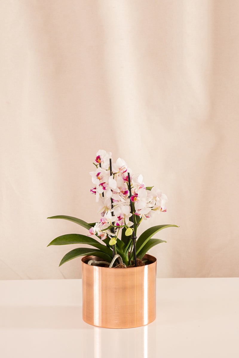 Orquídea Phalaenopsis Multiflora Blanca con Centro Rosado